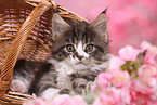 Maine Coon Kitten