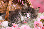Maine Coon Kitten