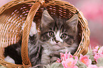 Maine Coon Kitten