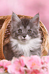Maine Coon Kitten