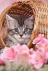 Maine Coon Kitten