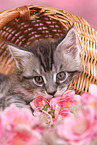 Maine Coon Kitten