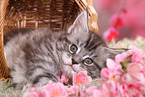 Maine Coon Kitten