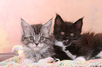 2 Maine Coon Kitten