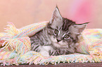 Maine Coon Kitten