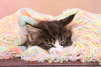 Maine Coon Kitten