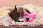 Maine Coon Kitten