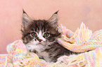 Maine Coon Kitten