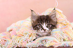 Maine Coon Kitten