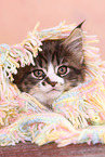 Maine Coon Kitten