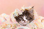 Maine Coon Kitten
