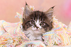 Maine Coon Kitten