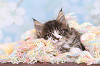 Maine Coon Kitten