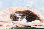 Maine Coon Kitten