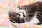 Maine Coon Kitten