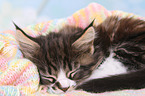 Maine Coon Kitten