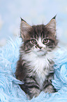 Maine Coon Kitten