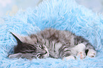 Maine Coon Kitten