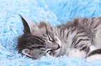 Maine Coon Kitten