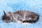 Maine Coon Kitten