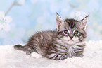 Maine Coon Kitten