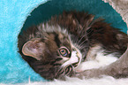 Maine Coon Kitten