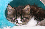 Maine Coon Kitten