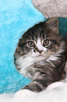 Maine Coon Kitten
