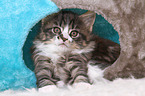 Maine Coon Kitten