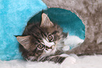 Maine Coon Kitten