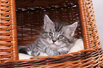 Maine Coon Kitten