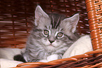 Maine Coon Kitten
