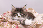Maine Coon Kitten