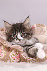 Maine Coon Kitten
