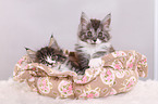 2 Maine Coon Kitten