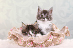 2 Maine Coon Kitten