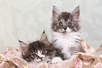 2 Maine Coon Kitten