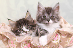 2 Maine Coon Kitten