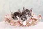 2 Maine Coon Kitten