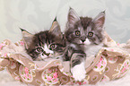 2 Maine Coon Kitten