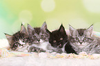 4 Maine Coon Kitten