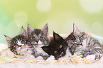 4 Maine Coon Kitten
