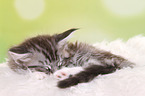 Maine Coon Kitten