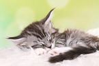 Maine Coon Kitten
