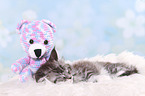 Maine Coon Kitten