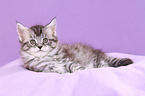 Maine Coon Kitten