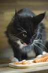 Maine Coon with salmon