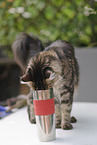 Maine Coon