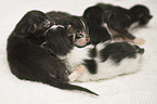 Maine Coon kitten
