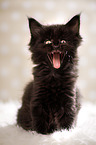 yawning kitten